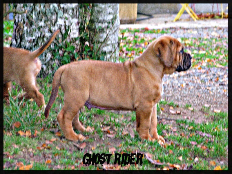 Ghost rider (Sans Affixe)
