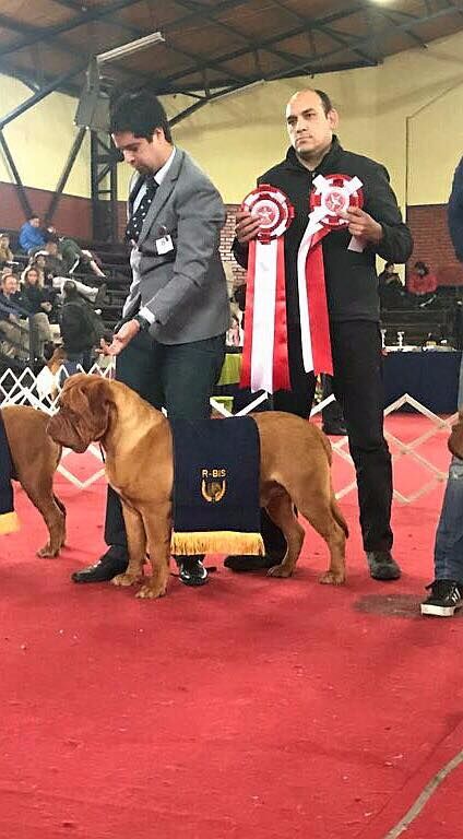 de la tribu de Laza - Marduk De La Tribu De Laza champion junior du Chili!!!!