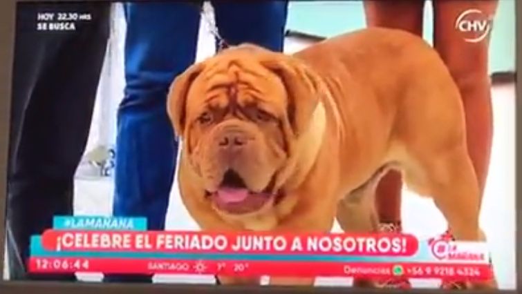de la tribu de Laza - Lennox De La Tribu de Laza passe à la télé!!!!